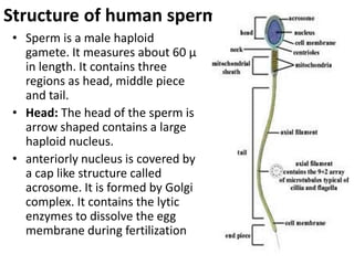 Structure of human sperm:
• Sperm is a male haploid
gamete. It measures about 60 μ
in length. It contains three
regions as head, middle piece
and tail.
• Head: The head of the sperm is
arrow shaped contains a large
haploid nucleus.
• anteriorly nucleus is covered by
a cap like structure called
acrosome. It is formed by Golgi
complex. It contains the lytic
enzymes to dissolve the egg
membrane during fertilization

 