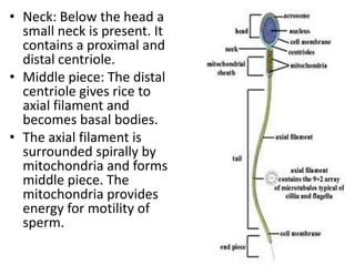 • Neck: Below the head a
small neck is present. It
contains a proximal and
distal centriole.
• Middle piece: The distal
centriole gives rice to
axial filament and
becomes basal bodies.
• The axial filament is
surrounded spirally by
mitochondria and forms
middle piece. The
mitochondria provides
energy for motility of
sperm.

 