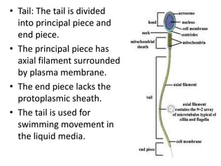 • Tail: The tail is divided
into principal piece and
end piece.
• The principal piece has
axial filament surrounded
by plasma membrane.
• The end piece lacks the
protoplasmic sheath.
• The tail is used for
swimming movement in
the liquid media.

 