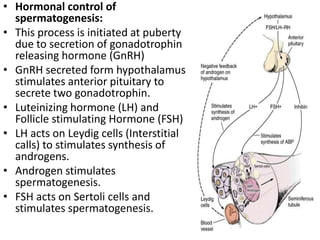 • Hormonal control of
spermatogenesis:
• This process is initiated at puberty
due to secretion of gonadotrophin
releasing hormone (GnRH)
• GnRH secreted form hypothalamus
stimulates anterior pituitary to
secrete two gonadotrophin.
• Luteinizing hormone (LH) and
Follicle stimulating Hormone (FSH)
• LH acts on Leydig cells (Interstitial
calls) to stimulates synthesis of
androgens.
• Androgen stimulates
spermatogenesis.
• FSH acts on Sertoli cells and
stimulates spermatogenesis.

 