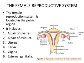 THE FEMALE REPRODUCTIVE SYSTEM
• The female
reproduction system is
located in the pelvic
region.
• It includes:
1. A pair of ovaries
2. A pair of oviduct.
3. Uterus
4. Cervix
5. Vagina
6. External genitalia.

 