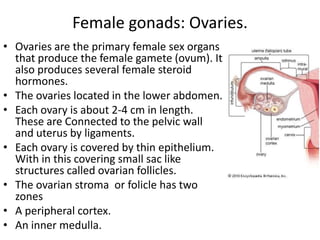 Female gonads: Ovaries.
• Ovaries are the primary female sex organs
that produce the female gamete (ovum). It
also produces several female steroid
hormones.
• The ovaries located in the lower abdomen.
• Each ovary is about 2-4 cm in length.
These are Connected to the pelvic wall
and uterus by ligaments.
• Each ovary is covered by thin epithelium.
With in this covering small sac like
structures called ovarian follicles.
• The ovarian stroma or folicle has two
zones
• A peripheral cortex.
• An inner medulla.

 