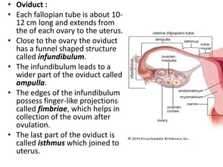 • Oviduct :
• Each fallopian tube is about 1012 cm long and extends from
the of each ovary to the uterus.
• Close to the ovary the oviduct
has a funnel shaped structure
called infundibulum.
• The infundibulum leads to a
wider part of the oviduct called
ampulla.
• The edges of the infundibulum
possess finger-like projections
called fimbriae, which helps in
collection of the ovum after
ovulation.
• The last part of the oviduct is
called isthmus which joined to
uterus.

 