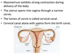 • Myometrium exhibits strong contraction during
delivery of the baby
• The uterus opens into vagina through a narrow
cervix.
• The lumen of cervix is called cervical canal.
• Cervical canal along with vagina form the birth canal..

 
