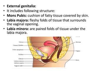 •
•
•
•

External genitalia:
It includes following structure:
Mons Pubis: cushion of fatty tissue covered by skin.
Labia majora: fleshy folds of tissue that surrounds
the vaginal opening.
• Labia minora: are paired folds of tissue under the
labia majora.

 