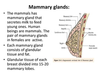 Mammary glands:
• The mammals has
mammary gland that
secretes milk to feed
young ones. Human
beings are mammals. The
pair of mammary glands
in females are active.
• Each mammary gland
consists of glandular
tissue and fat.
• Glandular tissue of each
breast divided into 15-20
mammary lobes.

 