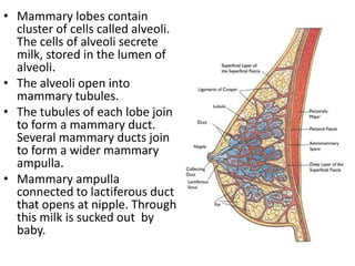 • Mammary lobes contain
cluster of cells called alveoli.
The cells of alveoli secrete
milk, stored in the lumen of
alveoli.
• The alveoli open into
mammary tubules.
• The tubules of each lobe join
to form a mammary duct.
Several mammary ducts join
to form a wider mammary
ampulla.
• Mammary ampulla
connected to lactiferous duct
that opens at nipple. Through
this milk is sucked out by
baby.

 