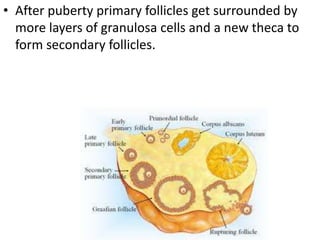 • After puberty primary follicles get surrounded by
more layers of granulosa cells and a new theca to
form secondary follicles.

 