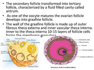 • The secondary follicle transformed into tertiary
follicle, characterized by a fluid filled cavity called
antrum.
• As one of the oocyte matures the ovarian follicle
develops into graafine follicle.
• The wall of the graafine follicle is made up of outer
fibrous theca externa and inner vascular theca interna.
Inner to the theca interna 10-15 layers of follicle cells
forms the membrana granulosa.

 