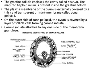 • The graafine follicle encloses the cavity called antrum. The
matured haploid ovum is present inside the graafine follicle.
• The plasma membrane of the ovum is externally covered by a
thick and transparent primary membrane called zona
pellucid.
• On the outer side of zona pellucid, the ovum is covered by a
layer of follicle cells forming corona radiata.
• Corona radiata attaches to any one side of the membrana
granulose.

 