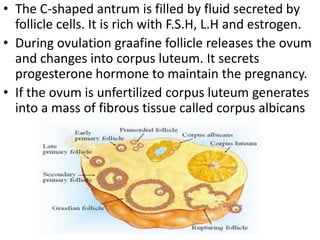 • The C-shaped antrum is filled by fluid secreted by
follicle cells. It is rich with F.S.H, L.H and estrogen.
• During ovulation graafine follicle releases the ovum
and changes into corpus luteum. It secrets
progesterone hormone to maintain the pregnancy.
• If the ovum is unfertilized corpus luteum generates
into a mass of fibrous tissue called corpus albicans

 