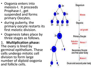 • Oogonia enters into
meiosis-I. It proceeds
Prophase-I , get
suspended and forms
primary Oocytes.
• during puberty, the
primary oocyte restarts its
first meiotic division.
• Oogenesis takes place by
three stages as follows.
1. Multiplication phase:
The ovary is lined by
germinal epithelium. These
cells undergo mitotic cell
division to form large
number of diploid oogonia
and follicle cells.

 