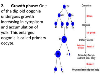 2. Growth phase: One
of the diploid oogonia
undergoes growth
increasing in cytoplasm
and accumulation of
yolk. This enlarged
oogonia is called primary
oocyte.

 