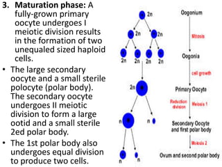 3. Maturation phase: A
fully-grown primary
oocyte undergoes I
meiotic division results
in the formation of two
unequaled sized haploid
cells.
• The large secondary
oocyte and a small sterile
polocyte (polar body).
The secondary oocyte
undergoes II meiotic
division to form a large
ootid and a small sterile
2ed polar body.
• The 1st polar body also
undergoes equal division
to produce two cells.

 