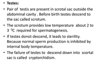 • Testes:
• Pair of testis are present in scrotal sac outside the
abdominal cavity . Before birth testes descend to
the sac called scrotum.
• The scrotum provides low temperature about 2 to
3 0C required for spermatogenesis.
• If testes donot descend, it leads to sterility.
Because normal sperm production is inhibited by
internal body temperature.
• The failure of testes to descend down into scortal
sac is called cryptorchidism.

 