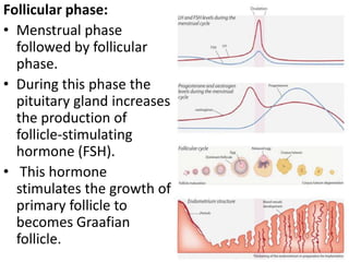 Follicular phase:
• Menstrual phase
followed by follicular
phase.
• During this phase the
pituitary gland increases
the production of
follicle-stimulating
hormone (FSH).
• This hormone
stimulates the growth of
primary follicle to
becomes Graafian
follicle.

 