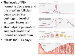 • The levels of FSH
hormone decreases and
the graafian follicles
begin to secrete
oestrogen. Level of
estrogen increases.
• This helps regeneration
and proliferation of
uterine endometrium.
• It lasts for 5-13 days.

 