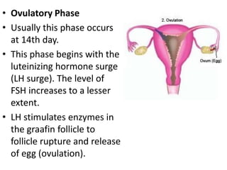 • Ovulatory Phase
• Usually this phase occurs
at 14th day.
• This phase begins with the
luteinizing hormone surge
(LH surge). The level of
FSH increases to a lesser
extent.
• LH stimulates enzymes in
the graafin follicle to
follicle rupture and release
of egg (ovulation).

 