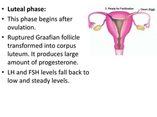• Luteal phase:
• This phase begins after
ovulation.
• Ruptured Graafian follicle
transformed into corpus
luteum. It produces large
amount of progesterone.
• LH and FSH levels fall back to
low and steady levels.

 