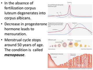 • In the absence of
fertilization corpus
luteum degenerates into
corpus albicans.
• Decrease in progesterone
hormone leads to
mensuration.
• Menstrual cycle stops
around 50 years of age.
The condition is called
menopause.

 