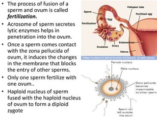 • The process of fusion of a
sperm and ovum is called
fertilization.
• Acrosome of sperm secretes
lytic enzymes helps in
penetration into the ovum.
• Once a sperm comes contact
with the zona pellucida of
ovum, it induces the changes
in the membrane that blocks
the entry of other sperms.
• Only one sperm fertilize with
one ovum..
• Haploid nucleus of sperm
fused with the haploid nucleus
of ovum to form a diploid
zygote

 