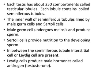 • Each testis has about 250 compartments called
testicular lobules.. Each lobule contains coiled
seminiferous tubules.
• The inner wall of seminiferous tubules lined by
male germ cells and Sertoli cells.
• Male germ cell undergoes meiosis and produce
sperm.
• Sertoli cells provide nutrition to the developing
sperm.
• In between the seminiferous tubule interstitial
cell or Leydig cell are present.
• Leydig cells produce male hormones called
androgen (testosterone).

 