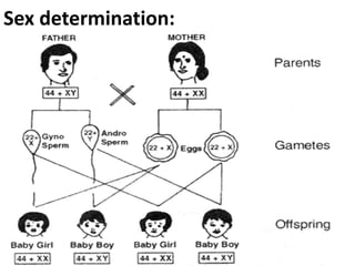 Sex determination:

 