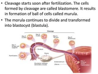 • Cleavage starts soon after fertilization. The cells
formed by cleavage are called blastomere. It results
in formation of ball of cells called murula.
• The morula continues to divide and transformed
into blastocyst (blastula).

 