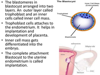 • The blastomeres in
blastocyst arranged into two
layers. An outer layer called
trophoblast and an inner
cells called inner cell mass.
• Trophoblast cells attaches to
the endometrium. It helps in
implantation and
development of placenta.
• Inner cell mass gets
differentiated into the
embryo.
• The complete attachment
Blastocyst to the uterine
endometrium is called
implantation.

 