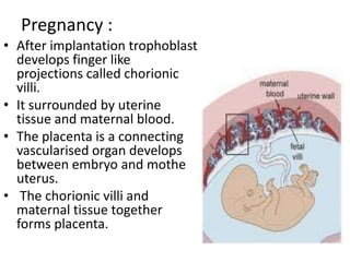 Pregnancy :
• After implantation trophoblast
develops finger like
projections called chorionic
villi.
• It surrounded by uterine
tissue and maternal blood.
• The placenta is a connecting
vascularised organ develops
between embryo and mothe
uterus.
• The chorionic villi and
maternal tissue together
forms placenta.

 