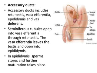 • Accessory ducts:
• Accessory ducts includes
rete testis, vasa efferentia,
epididymis and vas
deferens.
• Seminiferous tubules open
into vasa efferentia
through rete testis. The
vasa efferentia leaves the
testis and open into
epididymis.
• In epididymis sperms
stores and further
maturation takes place.

 