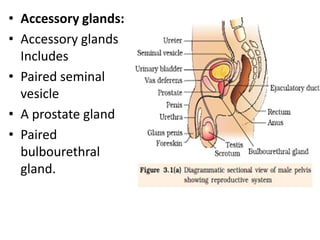• Accessory glands:
• Accessory glands
Includes
• Paired seminal
vesicle
• A prostate gland
• Paired
bulbourethral
gland.

 