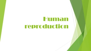 Human
reproduction
 