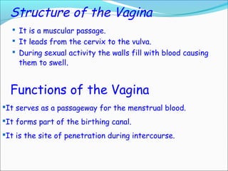 Structure of the Vagina
 It is a muscular passage.
 It leads from the cervix to the vulva.
 During sexual activity the walls fill with blood causing
them to swell.
Functions of the Vagina
It serves as a passageway for the menstrual blood.
It forms part of the birthing canal.
It is the site of penetration during intercourse.
 