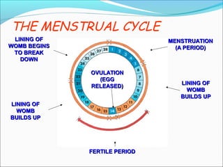 THE MENSTRUAL CYCLE
MENSTRUATIONMENSTRUATION
(A PERIOD)(A PERIOD)
LINING OFLINING OF
WOMBWOMB
BUILDS UPBUILDS UP
OVULATIONOVULATION
(EGG(EGG
RELEASED)RELEASED)
LINING OFLINING OF
WOMBWOMB
BUILDS UPBUILDS UP
LINING OFLINING OF
WOMB BEGINSWOMB BEGINS
TO BREAKTO BREAK
DOWNDOWN
FERTILE PERIODFERTILE PERIOD
 