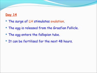 Day 14
 The surge of LH stimulates ovulation.
 The egg is released from the Graafian Follicle.
 The egg enters the fallopian tube.
 It can be fertilised for the next 48 hours.
 