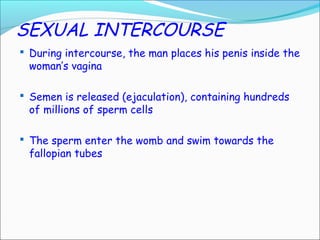 SEXUAL INTERCOURSE
 During intercourse, the man places his penis inside the
woman’s vagina
 Semen is released (ejaculation), containing hundreds
of millions of sperm cells
 The sperm enter the womb and swim towards the
fallopian tubes
 