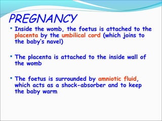 PREGNANCY
 Inside the womb, the foetus is attached to the
placenta by the umbilical cord (which joins to
the baby’s navel)
 The placenta is attached to the inside wall of
the womb
 The foetus is surrounded by amniotic fluid,
which acts as a shock-absorber and to keep
the baby warm
 