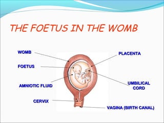 THE FOETUS IN THE WOMB
WOMBWOMB
FOETUSFOETUS
VAGINA (BIRTH CANAL)VAGINA (BIRTH CANAL)
PLACENTAPLACENTA
UMBILICALUMBILICAL
CORDCORD
AMNIOTIC FLUIDAMNIOTIC FLUID
CERVIXCERVIX
 