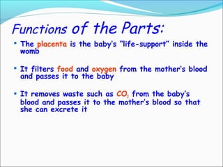 Functions of the Parts:
 The placenta is the baby’s “life-support” inside the
womb
 It filters food and oxygen from the mother’s blood
and passes it to the baby
 It removes waste such as CO2 from the baby’s
blood and passes it to the mother’s blood so that
she can excrete it
 