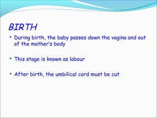 BIRTH
 During birth, the baby passes down the vagina and out
of the mother’s body
 This stage is known as labour
 After birth, the umbilical cord must be cut
 