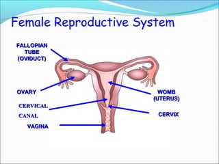 Female Reproductive System
FALLOPIANFALLOPIAN
TUBETUBE
(OVIDUCT)(OVIDUCT)
OVARYOVARY WOMBWOMB
(UTERUS)(UTERUS)
CERVIXCERVIX
VAGINAVAGINA
CERVICALCERVICAL
CANALCANAL
 