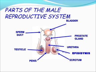 PARTS OF THE MALE
REPRODUCTIVE SYSTEM
PENISPENIS
TESTICLETESTICLE
SPERMSPERM
DUCTDUCT PROSTATEPROSTATE
GLANDGLAND
BLADDERBLADDER
URETHRAURETHRA
SCROTUMSCROTUM
EPIDIDYMISEPIDIDYMIS
 