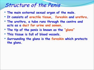 Structure of the Penis
 The main external sexual organ of the male.
 It consists of erectile tissue, foreskin and urethra.
 The urethra, a tube runs through the centre and
acts as a duct for urine and semen.
 The tip of the penis is known as the “glans”
 This tissue is full of blood vessels.
 Surrounding the glans is the foreskin which protects
the glans.
 