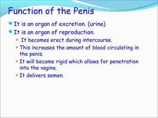 Function of the Penis
It is an organ of excretion. (urine)
It is an organ of reproduction.
 It becomes erect during intercourse.
 This increases the amount of blood circulating in
the penis.
 It will become rigid which allows for penetration
into the vagina.
 It delivers semen.
 