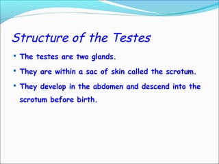 Structure of the Testes
 The testes are two glands.
 They are within a sac of skin called the scrotum.
 They develop in the abdomen and descend into the
scrotum before birth.
 