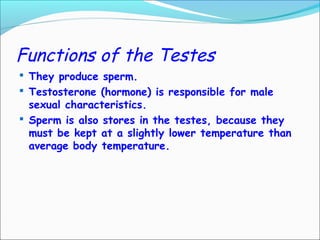 Functions of the Testes
 They produce sperm.
 Testosterone (hormone) is responsible for male
sexual characteristics.
 Sperm is also stores in the testes, because they
must be kept at a slightly lower temperature than
average body temperature.
 