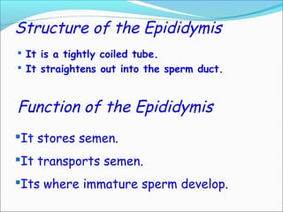 Structure of the Epididymis
 It is a tightly coiled tube.
 It straightens out into the sperm duct.
Function of the Epididymis
It stores semen.
It transports semen.
Its where immature sperm develop.
 