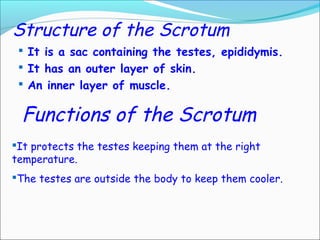 Structure of the Scrotum
 It is a sac containing the testes, epididymis.
 It has an outer layer of skin.
 An inner layer of muscle.
Functions of the Scrotum
It protects the testes keeping them at the right
temperature.
The testes are outside the body to keep them cooler.
 