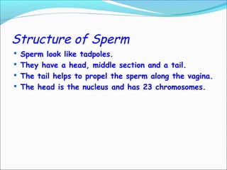 Structure of Sperm
 Sperm look like tadpoles.
 They have a head, middle section and a tail.
 The tail helps to propel the sperm along the vagina.
 The head is the nucleus and has 23 chromosomes.
 